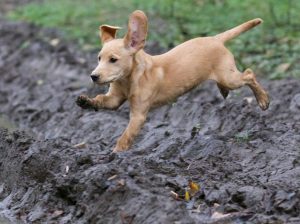 Adorable Labrador Puppies for Sale – Vaccinated & Healthy!